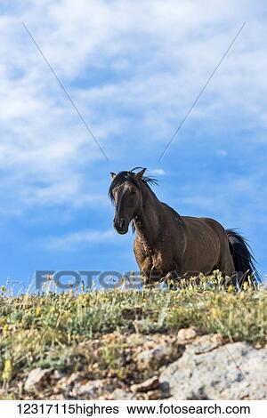 Stock Photograph - Wild horse standing and looking over a ridge, Pryor Mountains Wild Horse Refuge, Montana-Wyoming border; United States of America. Fotosearch