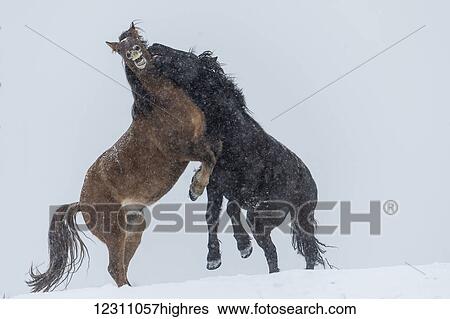 Wild horses (Equus ferus caballus) fighting; Turner Valley, Alberta, Canada View Large Photo Image Stock Photograph - Wild horses (Equus ferus caballus) fighting; Turner Valley, Alberta, Canada. Fotosearch