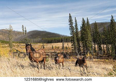 Wild horses in a field; Alberta, Canada View Large Photo Image Stock Photograph - Wild horses in a field; Alberta, Canada. Fotosearch