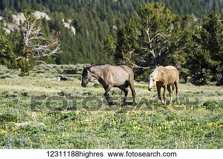 Stock Photograph - Wild horses, Pryor Mountains Wild Horse Refuge, Montana-Wyoming border; United States of America. Fotosearch