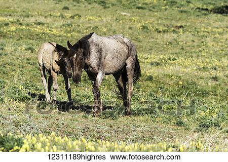 Stock Photograph - Wild horses, Pryor Mountains Wild Horse Refuge, Montana-Wyoming border; United States of America. Fotosearch