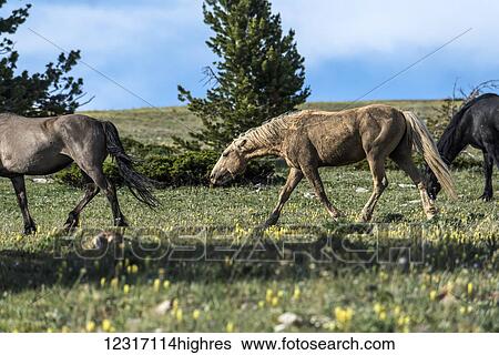 Stock Photograph - Wild horses, Pryor Mountains Wild Horse Refuge, Montana-Wyoming border; United States of America. Fotosearch