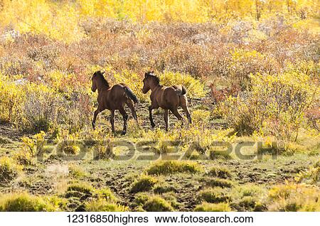 Stock Photograph - Wild horses running through a field of brush in autumn; Sundre, Alberta, Canada. Fotosearch