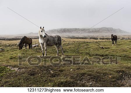 Stock Photograph - Wild horses standing in a foggy field. Fotosearch