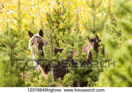 Stock Photograph - Wild horses standing in the bush; Sundre, Alberta, Canada. Fotosearch
