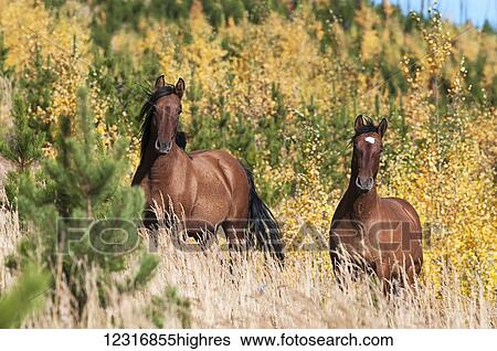 Wild horses; Sundre, Alberta, Canada View Large Photo Image Stock Photograph - Wild horses; Sundre, Alberta, Canada. Fotosearch