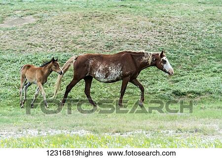 Stock Photograph - Wild horses, Theodore Roosevelt National Park; North Dakota, United States of America. Fotosearch