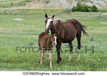 Stock Photograph - Wild horses, Theodore Roosevelt National Park; North Dakota, United States of America. Fotosearch