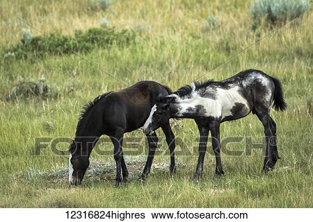 Stock Photograph - Wild horses, Theodore Roosevelt National Park; North Dakota, United States of America. Fotosearch