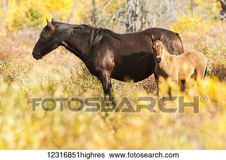 Stock Photograph - Wild mare and foal; Sundre, Alberta, Canada. Fotosearch