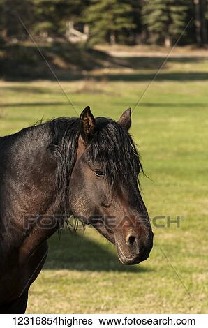 Stock Photograph - Wild Stallion; Sundre, Alberta, Canada. Fotosearch
