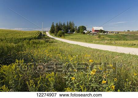 Stock Photo - Wildflowers along a rural gravel road with a farm in the background, near Edgewood; Iowa, United States of America. Fotosearch