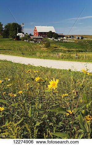 Stock Photograph - Wildflowers along a rural gravel road with a farm in the background, near Edgewood; Iowa, United States of America. Fotosearch