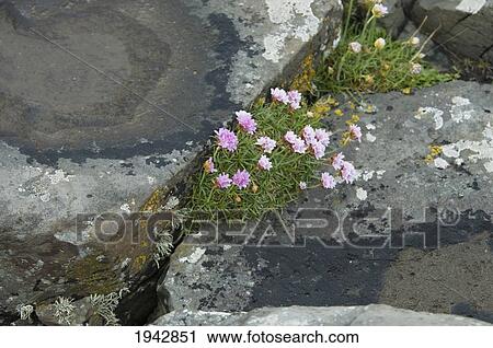 Stock Image - Wildflowers Among The Black Basalt Columns, Giant's Causeway, Northern Ireland, United Kingdom. Fotosearch