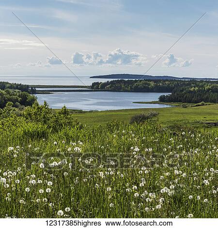 Wildflowers grow in a meadow with a view of the Atlantic coastline, Ceilidh Trail; Judique, Nova Scotia, Canada View Large Photo Image Stock Photograph - Wildflowers grow in a meadow with a view of the Atlantic coastline, Ceilidh Trail; Judique, Nova Scotia, Canada. Fotosearch
