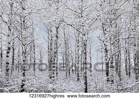 Stock Photograph - Winter wonderland landscape; Thunder Bay, Ontario, Canada. Fotosearch