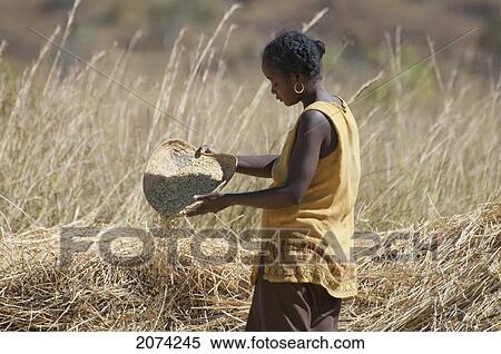 Woman Sifting Through Rice, Isalo National Park, Fianarantsoa Province, Madagascar View Large Photo Image Stock Photography - Woman Sifting Through Rice, Isalo National Park, Fianarantsoa Province, Madagascar. Fotosearch