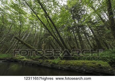 Stock Photograph - Woman standing in the lush rainforest; Haida Gwaii, British Columbia, Canada. Fotosearch