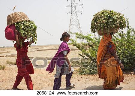 Women Carrying Fodder, Rajgir, Bihar, India View Large Photo Image Picture - Women Carrying Fodder, Rajgir, Bihar, India. Fotosearch