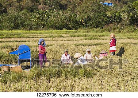 Stock Photograph - Women taking a break during a rice harvest, Flores Island, East Nusa Tenggara, Indonesia. Fotosearch