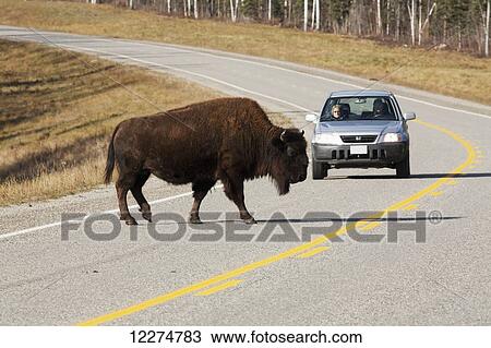Stock Image - Wood Bison crossing the Alaska Highway in front of a car, British Columbia, Canada. Fotosearch