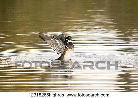 Wood duck (Aix sponsa) flapping its wings in the middle of a lake; Calgary, Alberta, Canada View Large Photo Image Stock Photograph - Wood duck (Aix sponsa) flapping its wings in the middle of a lake; Calgary, Alberta, Canada. Fotosearch