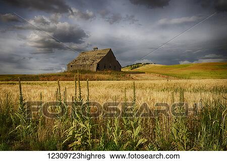 Wooden barn surrounded by wheat fields; Palouse, Washington, United States of America View Large Photo Image Stock Photograph - Wooden barn surrounded by wheat fields; Palouse, Washington, United States of America. Fotosearch