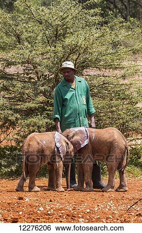 Stock Photograph - Worker and orphaned African elephants (Loxodonta africana) at the Sheldrick Elephant Orphanage; Nairobi, Kenya. Fotosearch