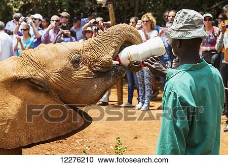 Worker bottle-feeding an orphaned African elephant (Loxodonta africana) at the Sheldrick Elephant Orphanage; Nairobi, Kenya View Large Photo Image Stock Image - Worker bottle-feeding an orphaned African elephant (Loxodonta africana) at the Sheldrick Elephant Orphanage; Nairobi, Kenya. Fotosearch