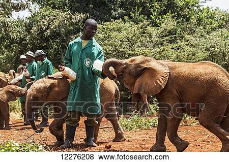Stock Photo - Worker bottle-feeding an orphaned African elephant (Loxodonta africana) at the Sheldrick Elephant Orphanage; Nairobi, Kenya. Fotosearch