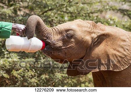 Stock Photo - Worker bottle-feeding an orphaned African elephant (Loxodonta africana) at the Sheldrick Elephant Orphanage; Nairobi, Kenya. Fotosearch