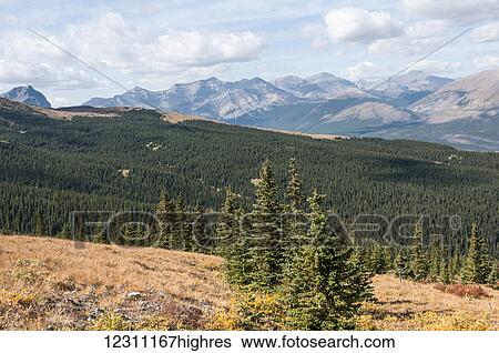 Ya-Ha-Tinda Ranch; Clearwater County, Alberta, Canada View Large Photo Image Stock Photograph - Ya-Ha-Tinda Ranch; Clearwater County, Alberta, Canada. Fotosearch