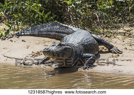 Stock Photograph - Yacare caiman (Caiman yacare) on muddy beach beside bushes; Mato Grosso do Sul, Brazil. Fotosearch