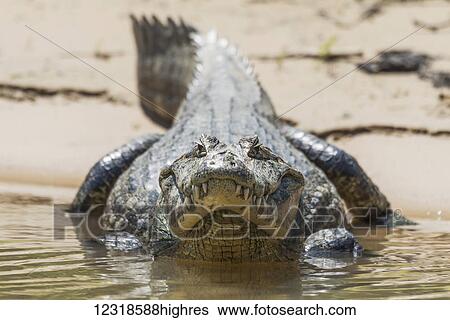 Stock Photograph - Yacare caiman (Caiman yacare) on muddy shore facing camera; Mato Grosso do Sul, Brazil. Fotosearch