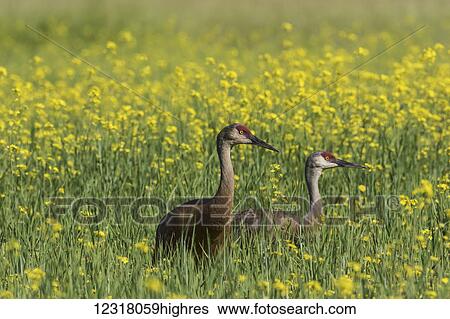 Stock Photograph - Yellow canola fields make a good feeding site for migrating Sandhill cranes (Grus canadensis) who stop there, Creamer's Field Refuge; Fairbanks, Alaska, United States of America. Fotosearch
