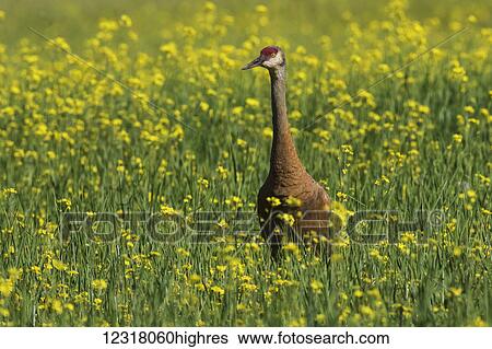 Stock Photograph - Yellow canola fields make a good feeding site for migrating Sandhill cranes (Grus canadensis) who stop there, Creamer's Field Refuge; Fairbanks, Alaska, United States of America. Fotosearch
