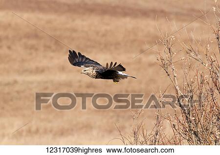 Stock Photograph - Yellow-legged hawk soaring over a brown field. Fotosearch
