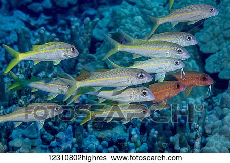 Stock Photograph - Yellowfin Goatfish (Mulloidichthys vanicolensis) schooled off the Kona coast; Kona, Island of Hawaii, Hawaii, United States of America. Fotosearch