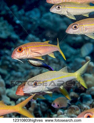 Stock Photograph - Yellowfin Goatfish (Mulloidichthys vanicolensis) being attended by a Hawaiian Cleaner Wrasse (Labroides phthirophagus), an endemic Hawaiian fish species, near a reef and schooled off the Kona coast; Kona, Island of Hawaii, Hawaii, United States of America. Fotosearch