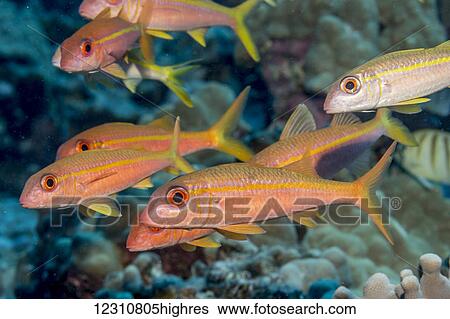 Stock Photograph - Yellowfin Goatfish (Mulloidichthys vanicolensis) schooled off the Kona coast; Kona, Island of Hawaii, Hawaii, United States of America. Fotosearch