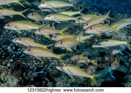 Yellowfin Goatfish (Mulloidichthys vanicolensis) schooled off the Kona coast; Kona, Island of Hawaii, Hawaii, United States of America View Large Photo Image Stock Photograph - Yellowfin Goatfish (Mulloidichthys vanicolensis) schooled off the Kona coast; Kona, Island of Hawaii, Hawaii, United States of America. Fotosearch