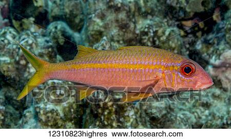 Yellowfin Goatfish (Mulloidichthys vanicolensis) portrait taken while scuba diving the Kona coast; Kona, Island of Hawaii, Hawaii, United States of America View Large Photo Image Stock Photograph - Yellowfin Goatfish (Mulloidichthys vanicolensis) portrait taken while scuba diving the Kona coast; Kona, Island of Hawaii, Hawaii, United States of America. Fotosearch