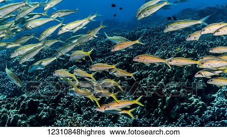 Stock Photograph - Yellowfin Goatfish (Mulloidichthys vanicolensis) schooled off the Kona coast; Kona, Island of Hawaii, Hawaii, United States of America. Fotosearch