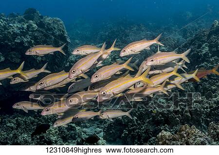 Stock Photograph - Yellowfin Goatfish (Mulloidichthys vanicolensis) schooled off the Kona coast; Kona, Island of Hawaii, Hawaii, United States of America. Fotosearch