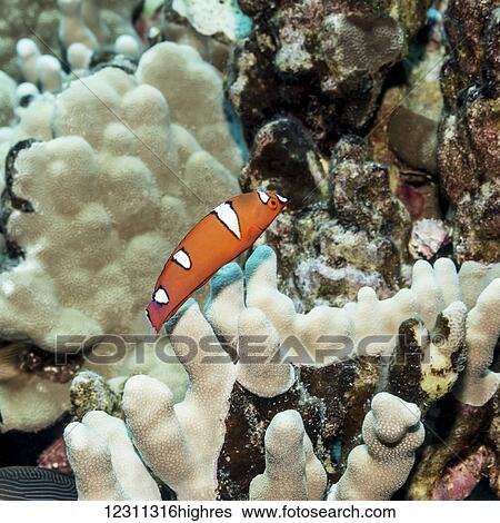 Stock Photograph - Yellowtail Coris (Coris gaimard) juvenile positioned over finger coral (Porites compressa) off the Kona coast; Kona, Island of Hawaii, Hawaii, United States of America. Fotosearch