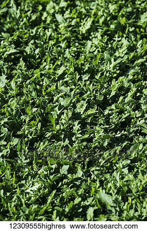 Young arugula for spring mix; Gonzales, California, United States of America View Large Photo Image Stock Photograph - Young arugula for spring mix; Gonzales, California, United States of America. Fotosearch