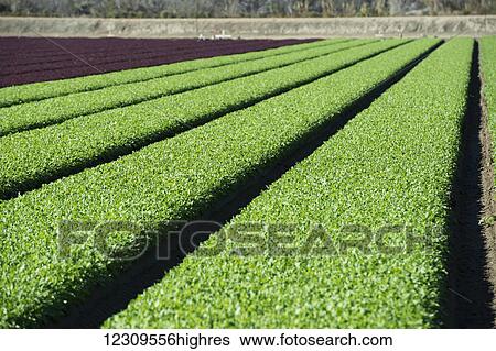 Young arugula for spring mix; Gonzales, California, United States of America View Large Photo Image Stock Photograph - Young arugula for spring mix; Gonzales, California, United States of America. Fotosearch
