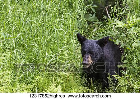 Young Black bear in grasses in summer, Southcentral Alaska, USA View Large Photo Image Stock Photograph - Young Black bear in grasses in summer, Southcentral Alaska, USA. Fotosearch