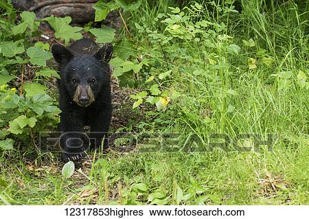 Stock Photograph - Young Black bear in grasses in summer, Southcentral Alaska, USA. Fotosearch