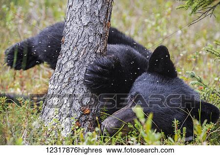 Stock Photograph - Young Black bear playing on the ground at the base of a tree trunk in summer, Southcentral Alaska, USA. Fotosearch
